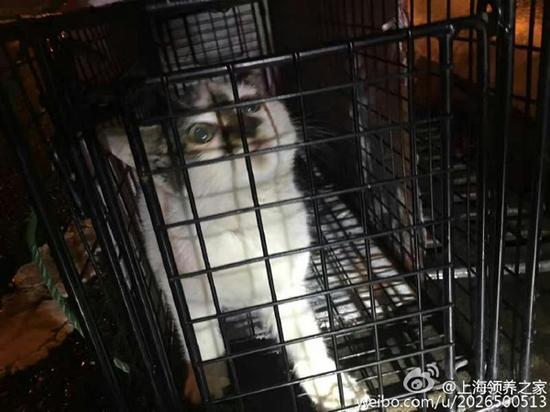 猫进入诱捕笼后获救。