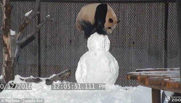 呆萌大熊猫玩雪人 外国网友：暖化了(组图)