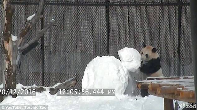 呆萌大熊猫玩雪人 外国网友：暖化了(组图)