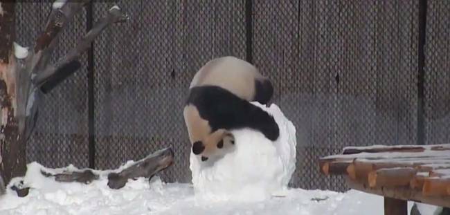 呆萌大熊猫玩雪人 外国网友：暖化了(组图)