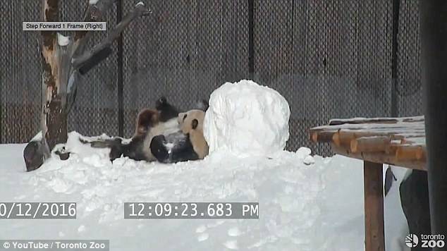 呆萌大熊猫玩雪人 外国网友：暖化了(组图)