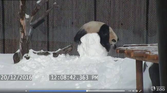 呆萌大熊猫玩雪人 外国网友：暖化了(组图)