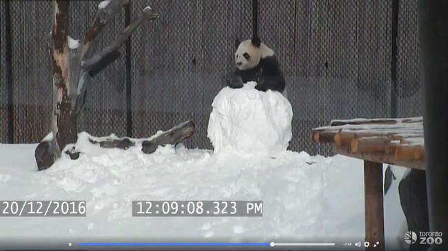 呆萌大熊猫玩雪人 外国网友：暖化了(组图)