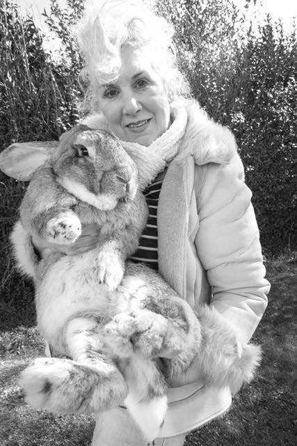 一只有望成为世界最大兔子的兔兔西蒙(simon)日前在美国联合航空