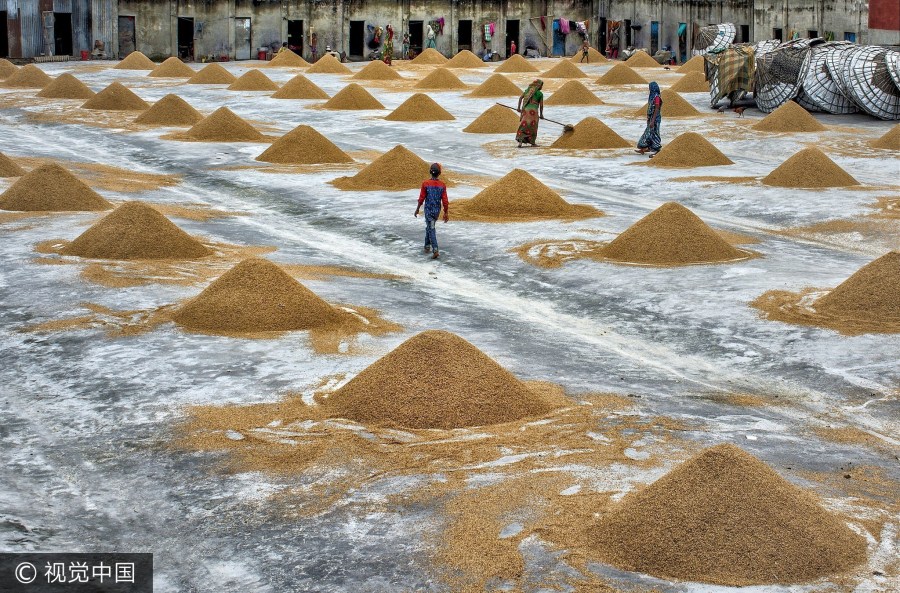 孟加拉国为稻米加盖防潮米堆似迷你金字塔