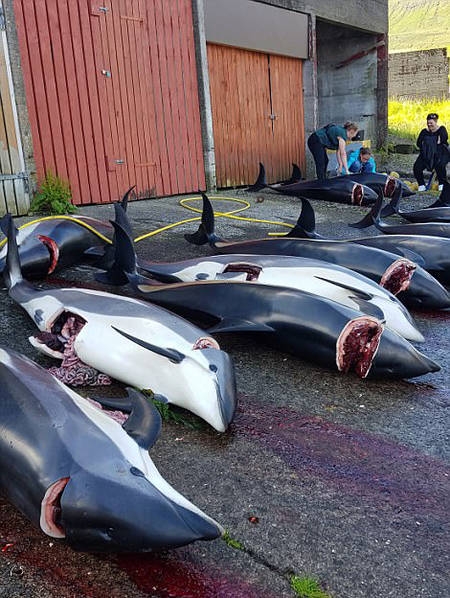 数百鲸鱼海豚遭捕杀现场 血染海湾