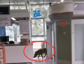 野猪误入南京地铁 南京大学学生围观：老相识啊！