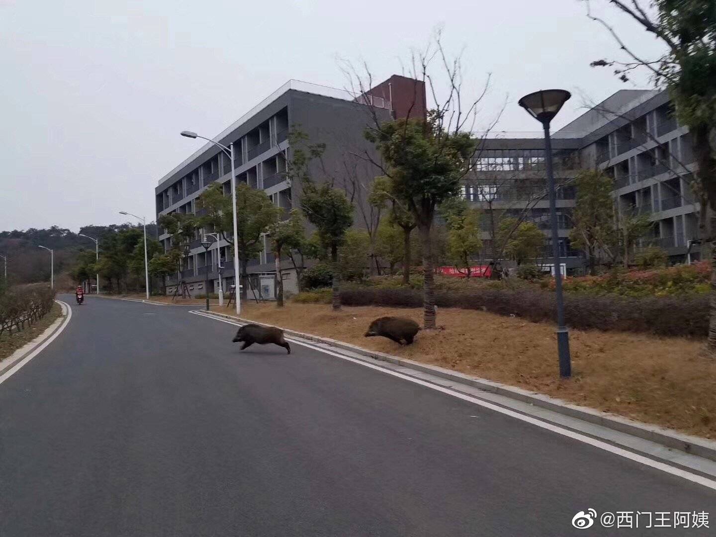野猪误入南京地铁 南京大学学生围观：老相识啊！