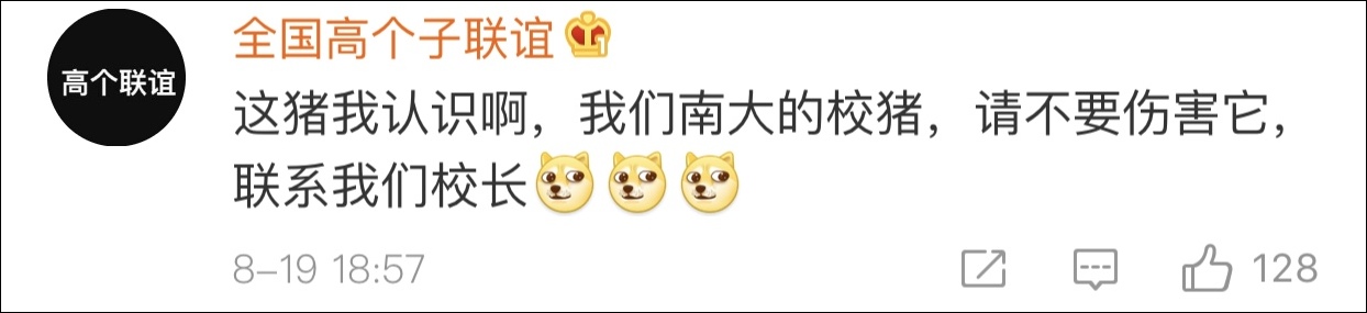 野猪误入南京地铁 南京大学学生围观：老相识啊！