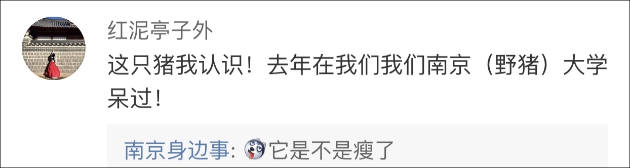 野猪误入南京地铁 南京大学学生围观：老相识啊！