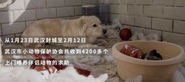 『猫猫狗狗』疫情期间，中国人对猫狗的态度，上了国外新闻……