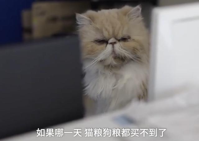 『猫猫狗狗』疫情期间，中国人对猫狗的态度，上了国外新闻……