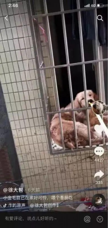 『猫猫狗狗』疫情期间，中国人对猫狗的态度，上了国外新闻……