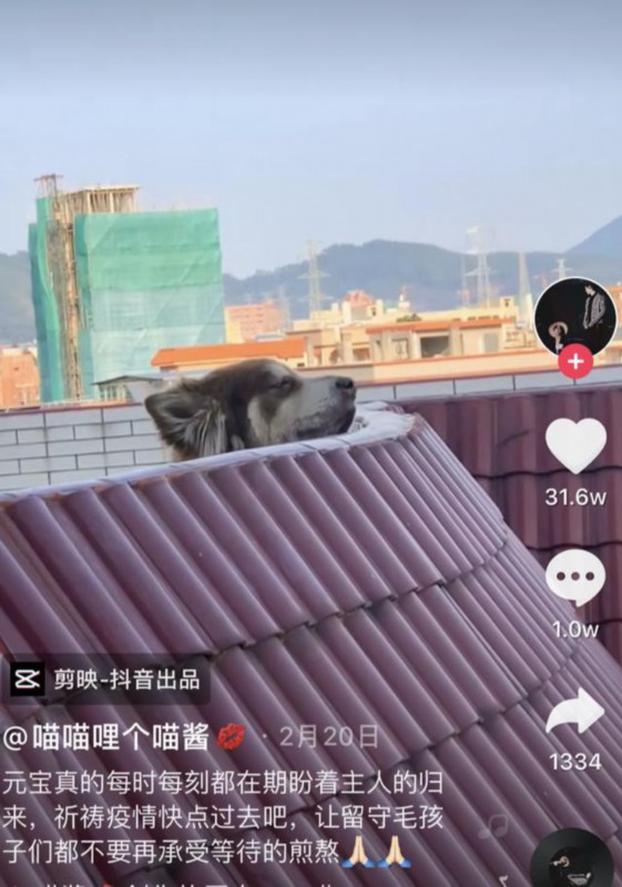 『猫猫狗狗』疫情期间，中国人对猫狗的态度，上了国外新闻……