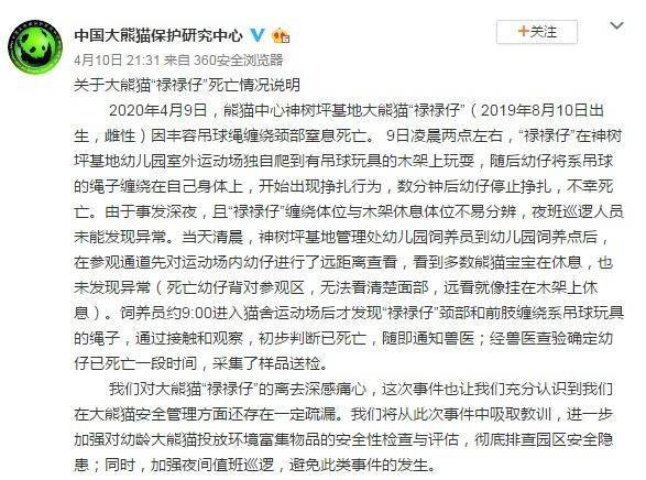 「幼仔」心痛!大熊猫禄禄仔因绳子绕颈窒息死亡,夜班巡逻人员未发现异常