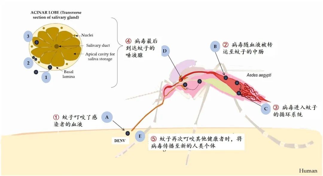：被蚊子叮了，会得新冠吗？
