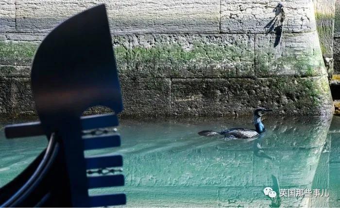 水豚@8只狮子躺在马路上睡大觉！人类被圈养，有些动物撒得更欢了~