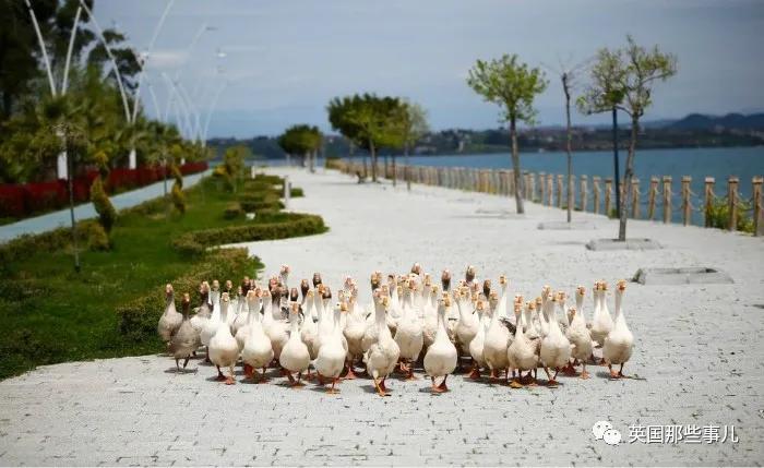 水豚@8只狮子躺在马路上睡大觉！人类被圈养，有些动物撒得更欢了~