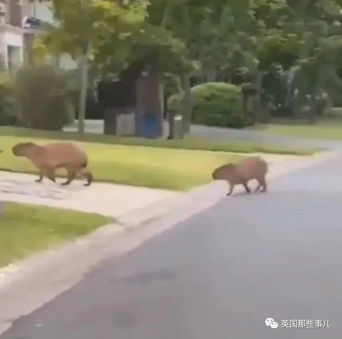 水豚@8只狮子躺在马路上睡大觉！人类被圈养，有些动物撒得更欢了~