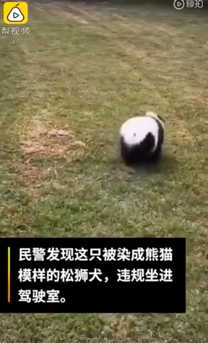 大熊猫|