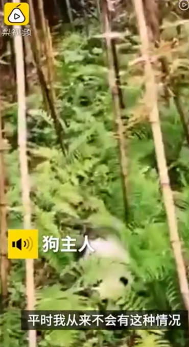 大熊猫|