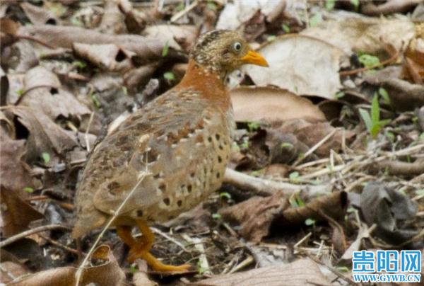鸟类专家|