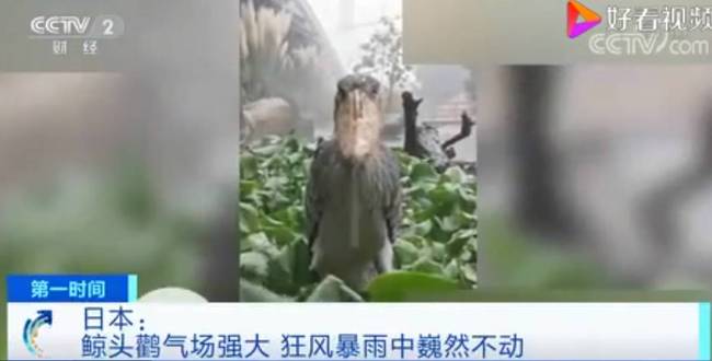 物种|