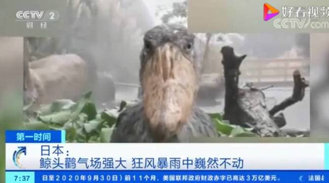 物种|