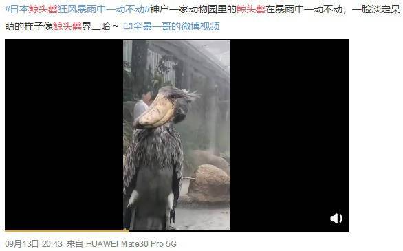 物种|