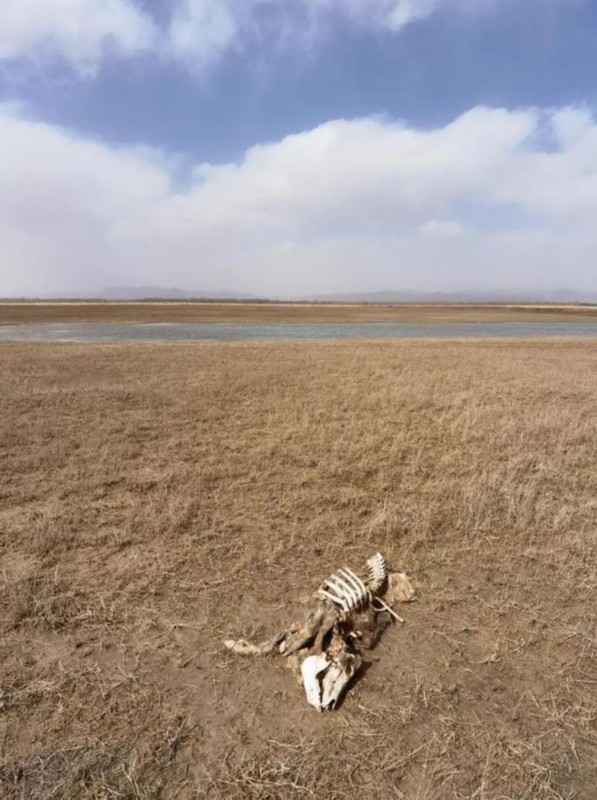 黄河大堤|官方回应黄河大堤死猪事件 已成立应急处置领导小组 后续情况将公布