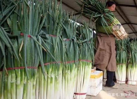 韩国饮食|韩国大葱涨至43元一公斤 市民:吃不下的切成小块冷冻