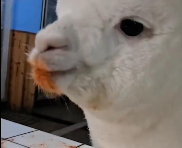 吃辣椒|重庆女孩养的羊驼偷吃辣椒面 小嘴红扑扑的一脸幸福