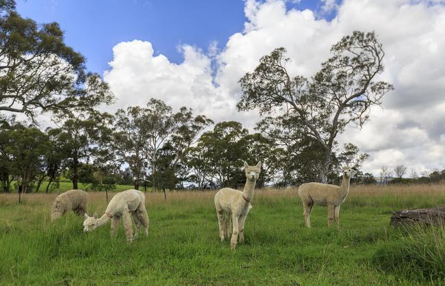 吃辣椒|重庆女孩养的羊驼偷吃辣椒面 小嘴红扑扑的一脸幸福