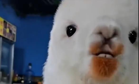 吃辣椒|重庆女孩养的羊驼偷吃辣椒面 小嘴红扑扑的一脸幸福