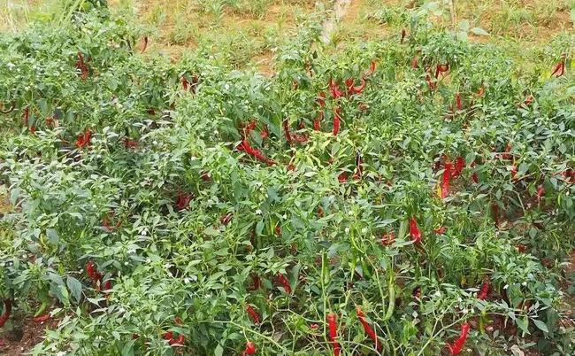 吃辣椒|重庆女孩养的羊驼偷吃辣椒面 小嘴红扑扑的一脸幸福