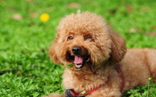 吃辣椒|重庆女孩养的羊驼偷吃辣椒面 小嘴红扑扑的一脸幸福