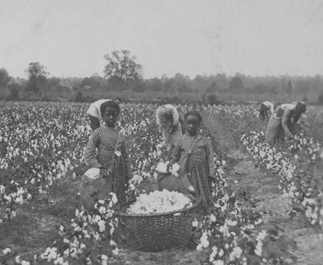 采棉|赵立坚问美方我们是强迫机器劳动吗 抹黑背后是极大的经济利益