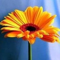 长赐|谁该为苏伊士运河大塞船损失负责成为全球关注焦点