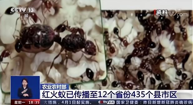 白僵菌|红火蚁已传播至我国435个县市区 这是什么物种？它有多恐怖？