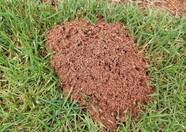 白僵菌|红火蚁已传播至我国435个县市区 这是什么物种？它有多恐怖？