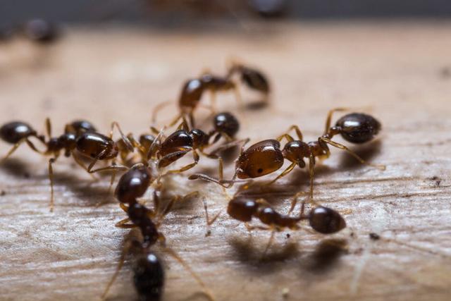 白僵菌|红火蚁已传播至我国435个县市区 这是什么物种？它有多恐怖？