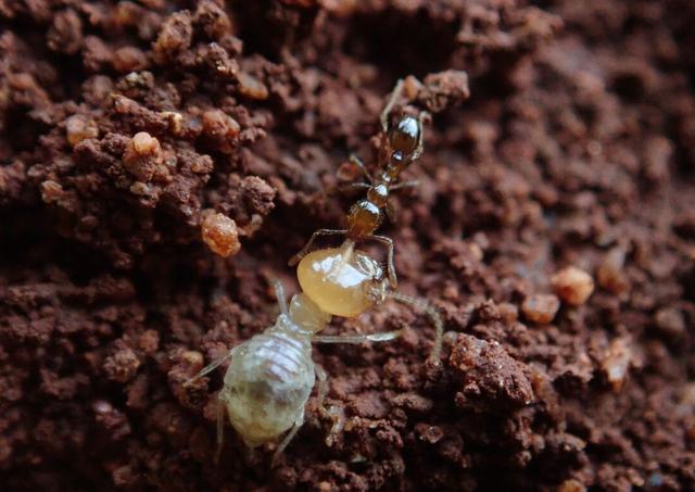 白僵菌|红火蚁已传播至我国435个县市区 这是什么物种？它有多恐怖？