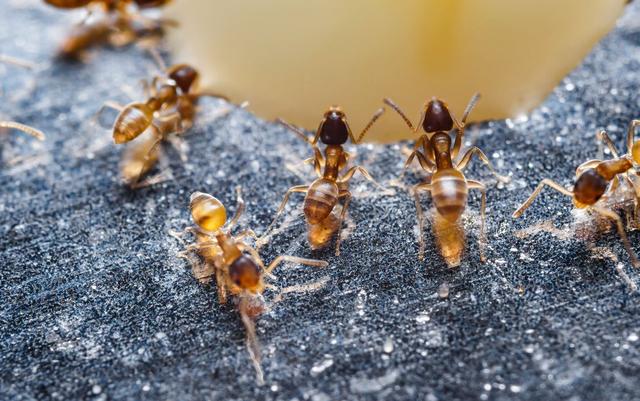 白僵菌|红火蚁已传播至我国435个县市区 这是什么物种？它有多恐怖？