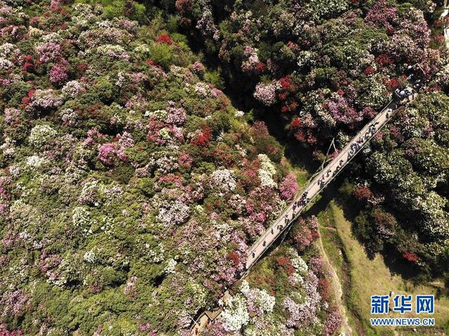 返乡|清明节现“补偿式返乡” 赏花、文旅受青睐