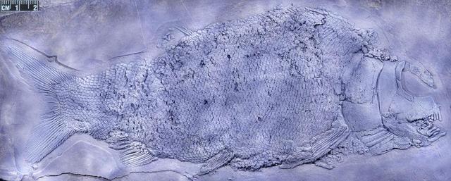 鱼科|贵州发现2.44亿年前大型盘州暴鱼 是暴鱼属在贵州的首次发现