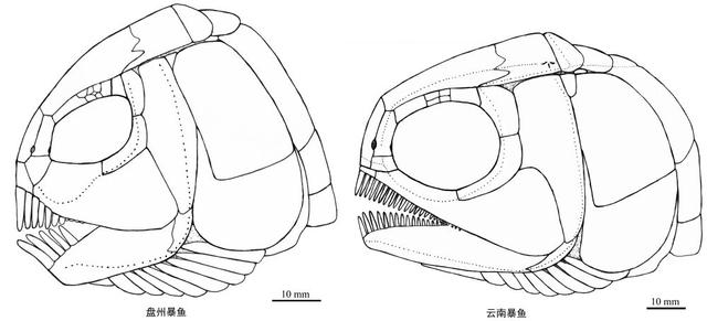 鱼科|贵州发现2.44亿年前大型盘州暴鱼 是暴鱼属在贵州的首次发现
