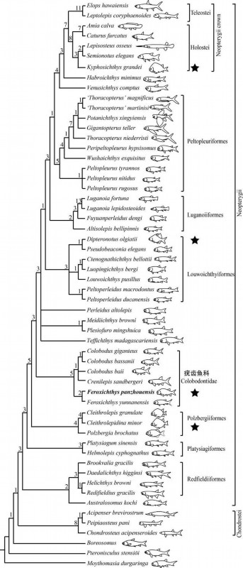 鱼科|贵州发现2.44亿年前大型盘州暴鱼 是暴鱼属在贵州的首次发现