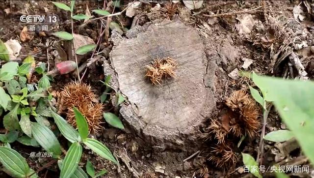 乔木层|西双版纳现大规模毁林种茶 为何出现集中违法毁林现象？