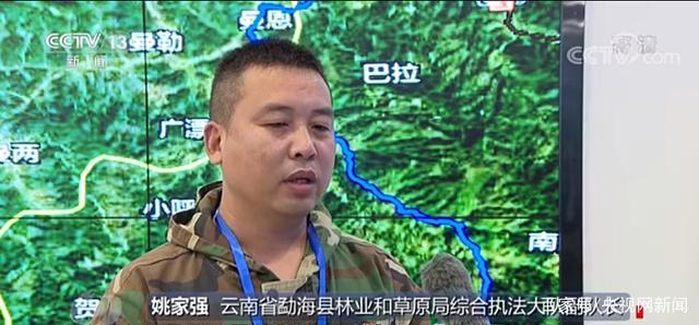 乔木层|西双版纳现大规模毁林种茶 为何出现集中违法毁林现象？