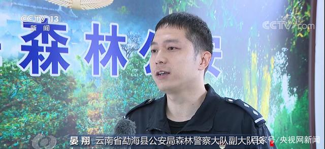 乔木层|西双版纳现大规模毁林种茶 为何出现集中违法毁林现象？